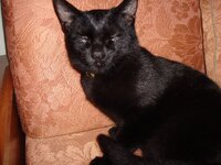 Μορφεας 007 α.jpg