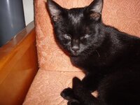 Μορφεας 008 α.jpg