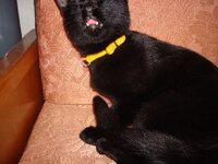 Μορφεας 005 α.jpg