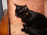 Μορφεας 006 α.jpg