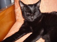 Μορφεας 009 α.jpg