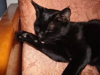 Μορφεας 010 α.jpg