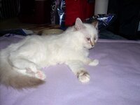 Julie's cats (1).JPG