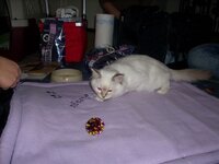 Julie's cats (2).JPG