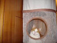 Γατοπολυκατοικια 001 α.jpg