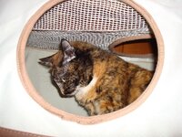 Γατοπολυκατοικια 002 α.jpg