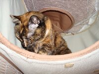 Γατοπολυκατοικια 006 α.jpg