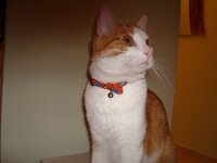 Φωτο με το λουρακι 005 α.jpg