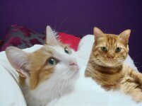 Μωβ απολαύσεις Ι.jpg