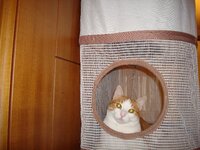 Γατοπολυκατοικια 001 β.jpg