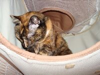 Γατοπολυκατοικια 006 β.jpg