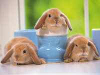 1145742262Bunnies.jpg