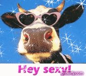 cow.gif