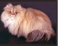 Golden Chinchilla.jpg