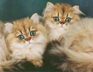 Golden Chinchilla2.jpg