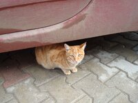 ΠΑΛΙΟΥΡΙ ΝΟΕΜΒΡΗΣ 08 009 α.jpg