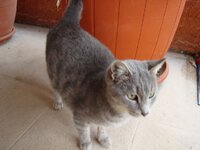 ΠΑΛΙΟΥΡΙ ΝΟΕΜΒΡΗΣ 08 015 α.jpg