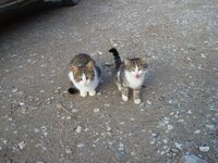 ΠΑΛΙΟΥΡΙ ΝΟΕΜΒΡΗΣ 08 061 α.jpg