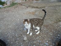 ΠΑΛΙΟΥΡΙ ΝΟΕΜΒΡΗΣ 08 065 α.jpg