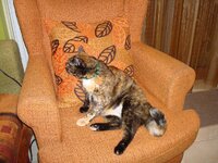 ΝΕΟ ΛΟΥΡΑΚΙ 001 α.jpg