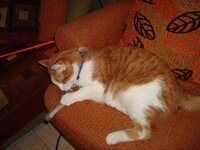 ΝΕΟ ΛΟΥΡΑΚΙ 005 α.jpg