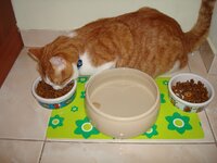 Καινουργια πιατακια 003 α.jpg