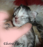 elektra (2) αντίγραφο.jpg