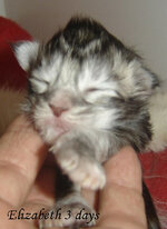 elizabeth (2) αντίγραφο.jpg