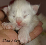 elvin (2) αντίγραφο.jpg