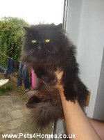 small_Persian-BlackChocolate-Female-16Months-6829.jpg