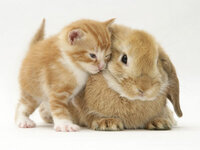 1140680~Domestic-Kitten-Felis-Catus-Next-to-Bunny-Domestic-Rabbit-Posters[1].jpg