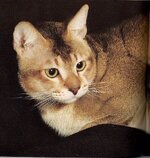 ΚΕΫΛΑΝΗΣ 2.jpg