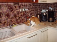 Ο Αρης στην κουζινα 002 α.jpg