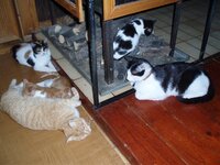 Αντίγραφο από PC150015.jpg