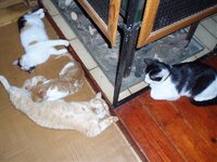 Αντίγραφο από PC150017.jpg