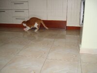 ΛΕΙΖΕΡ 001 α.jpg