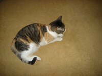 PASHA ANDROS 2008 016.jpg