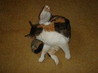 PASHA ANDROS 2008 020.jpg