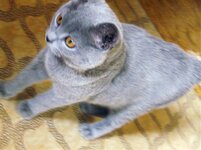 Resize of Pa1090917.jpg