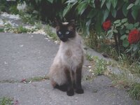 8-siamese.jpg