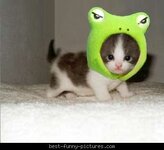 best-funny-pictures_frog-o-kitty[1].jpg