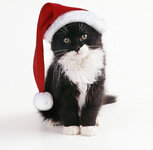 Black-and-White-Cat-wearing-Christmas-hat_644830[2].jpg
