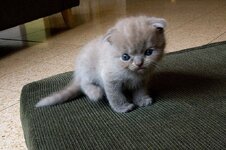 800px-Scottish_Fold_Kitten.jpg