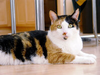 Calico_cat_-_Phoebe.jpg