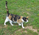 calico-0107.jpg