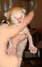 maleredtabby-w (4).jpg