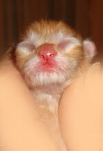 maleredtabby-w (5).jpg