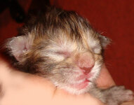 female3blacktortie (3).JPG