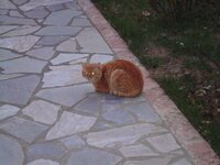 Χριστουγεννα-08 062 α.jpg