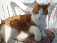 Χριστουγεννα-08 065 α.jpg